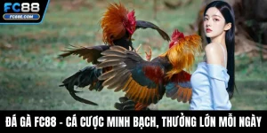 Đá Gà FC88 - Cá Cược Minh Bạch, Thưởng Lớn Mỗi Ngày